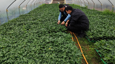 木瓜种植季——PG电子·麻将胡了官方网站源头守护品质，铸就酶好未来